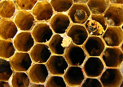 [Calamités agricoles 2021] Pertes de récoltes en apiculture