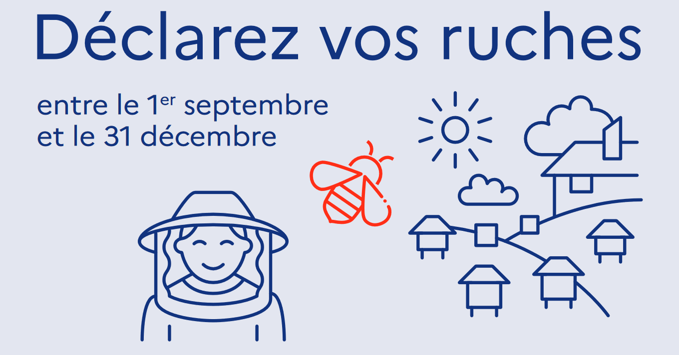 Campagne de déclaration des ruches 2024